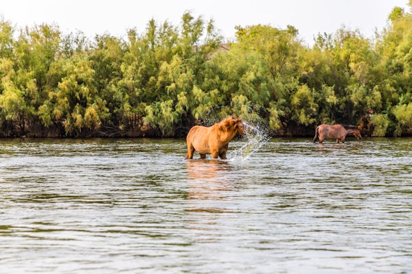 Photograph the Salt River Wild Horses at Coon Bluff, Mesa, Arizona