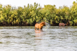 Photograph the Salt River Wild Horses at Coon Bluff