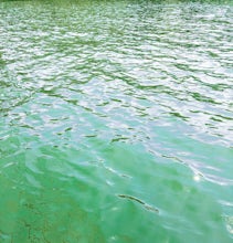 Swim in Lake Sidney Lanier at Dogwood Park