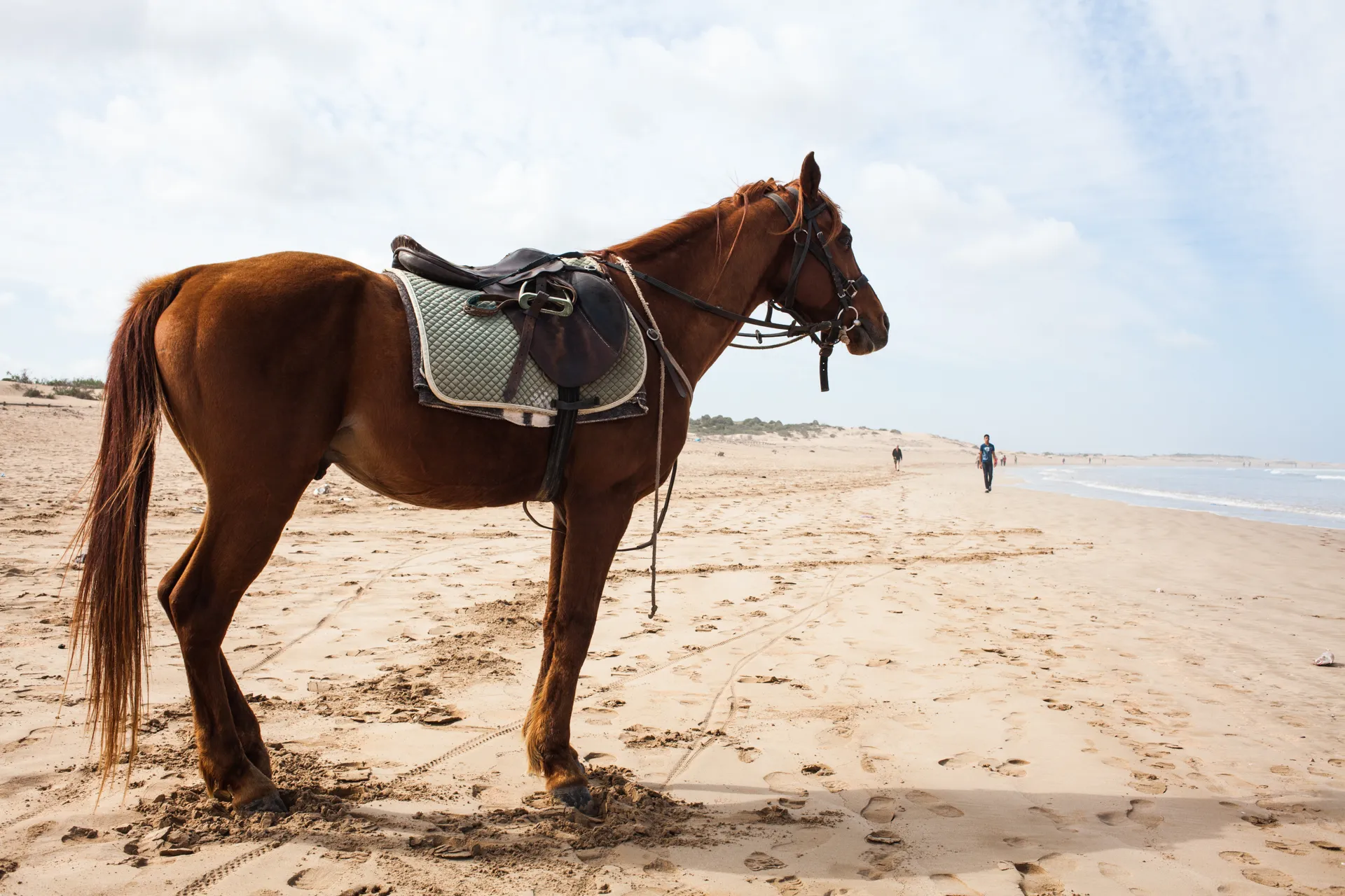 Explore the Old City of Essaouira