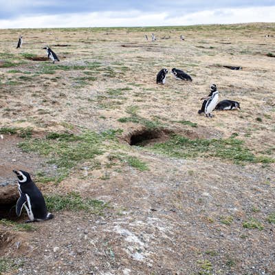 Walk with Penguins at Isla Magdalena (Natural Monument Los Pingüinos)