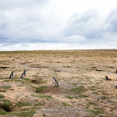 Walk with Penguins at Isla Magdalena (Natural Monument Los Pingüinos)