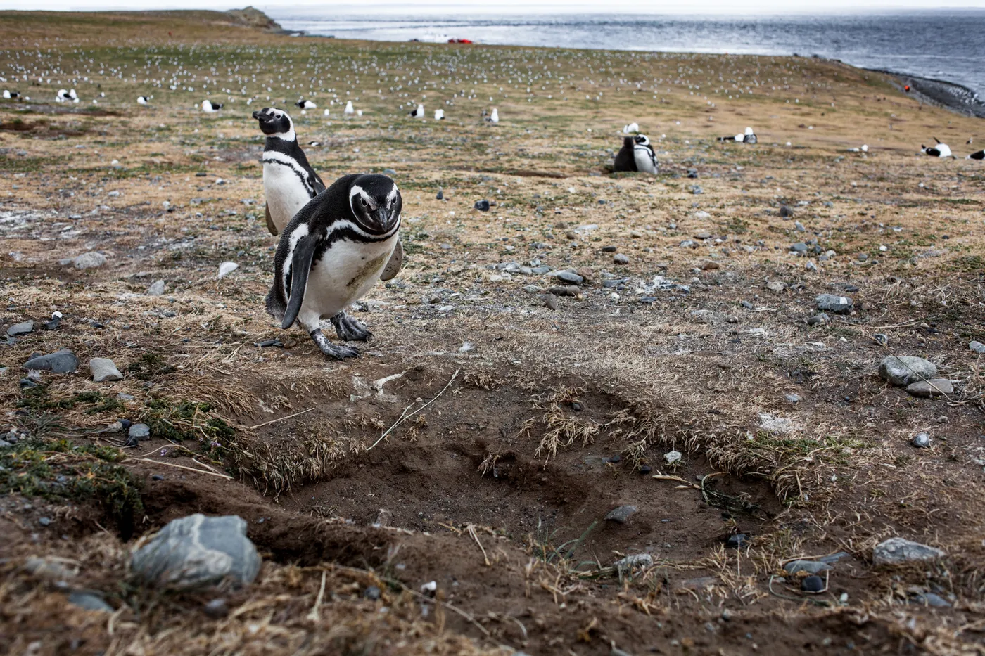 Photo Of Walk With Penguins At Isla Magdalena Natural Monument Los