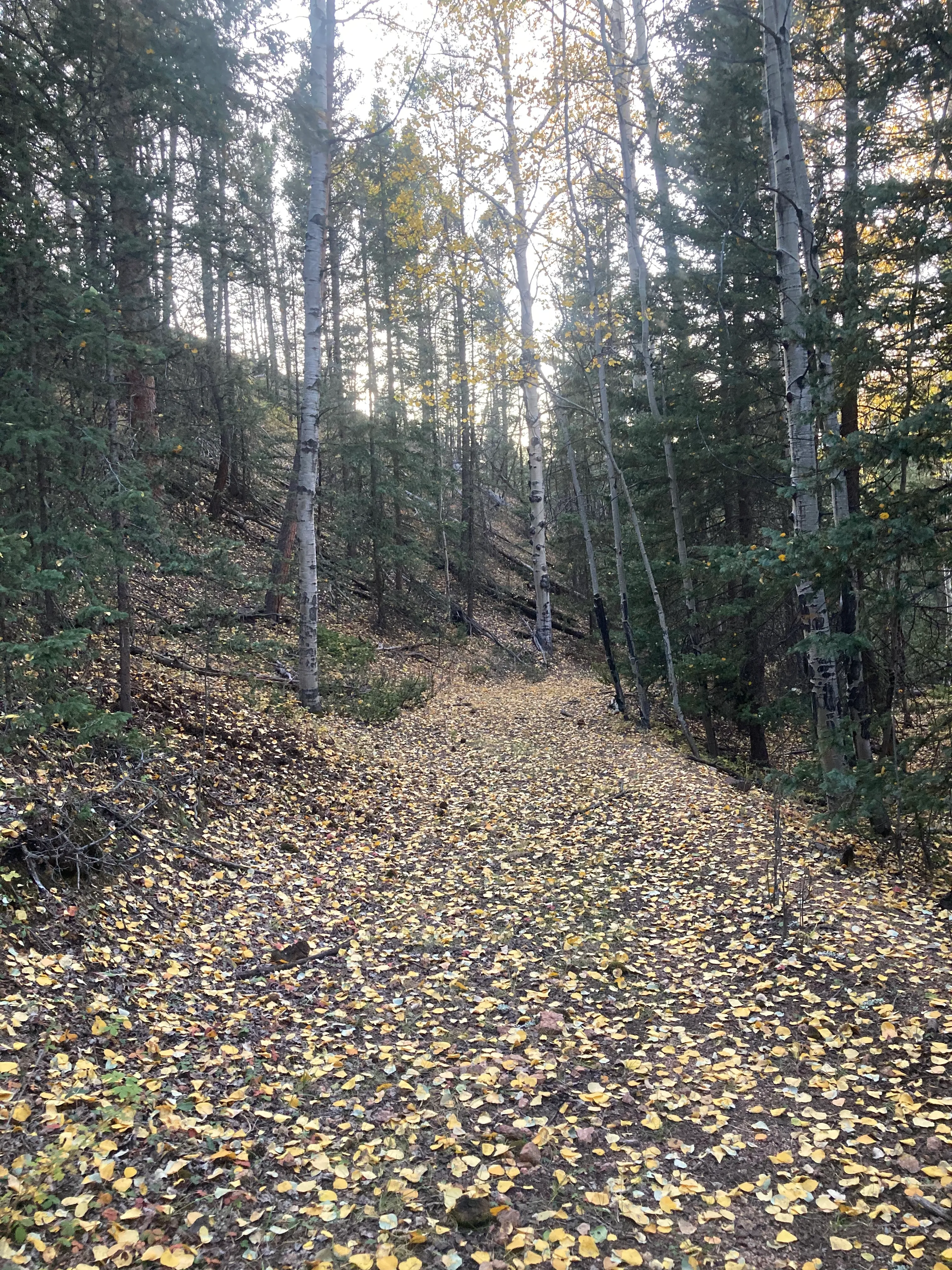 Hike to Brook Pond