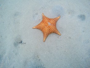 Swim at Starfish Beach