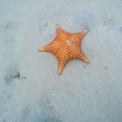 Swim at Starfish Beach