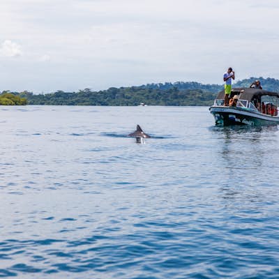 Explore Dolphin Bay
