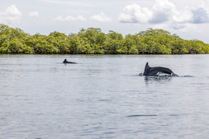 Explore Dolphin Bay