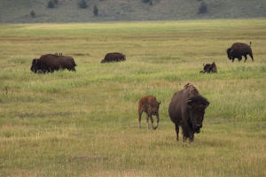 Photograph the Bison of Grand Teton