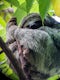 Take a Sloth Tour Near Arenal Volcano