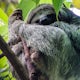 Take a Sloth Tour Near Arenal Volcano