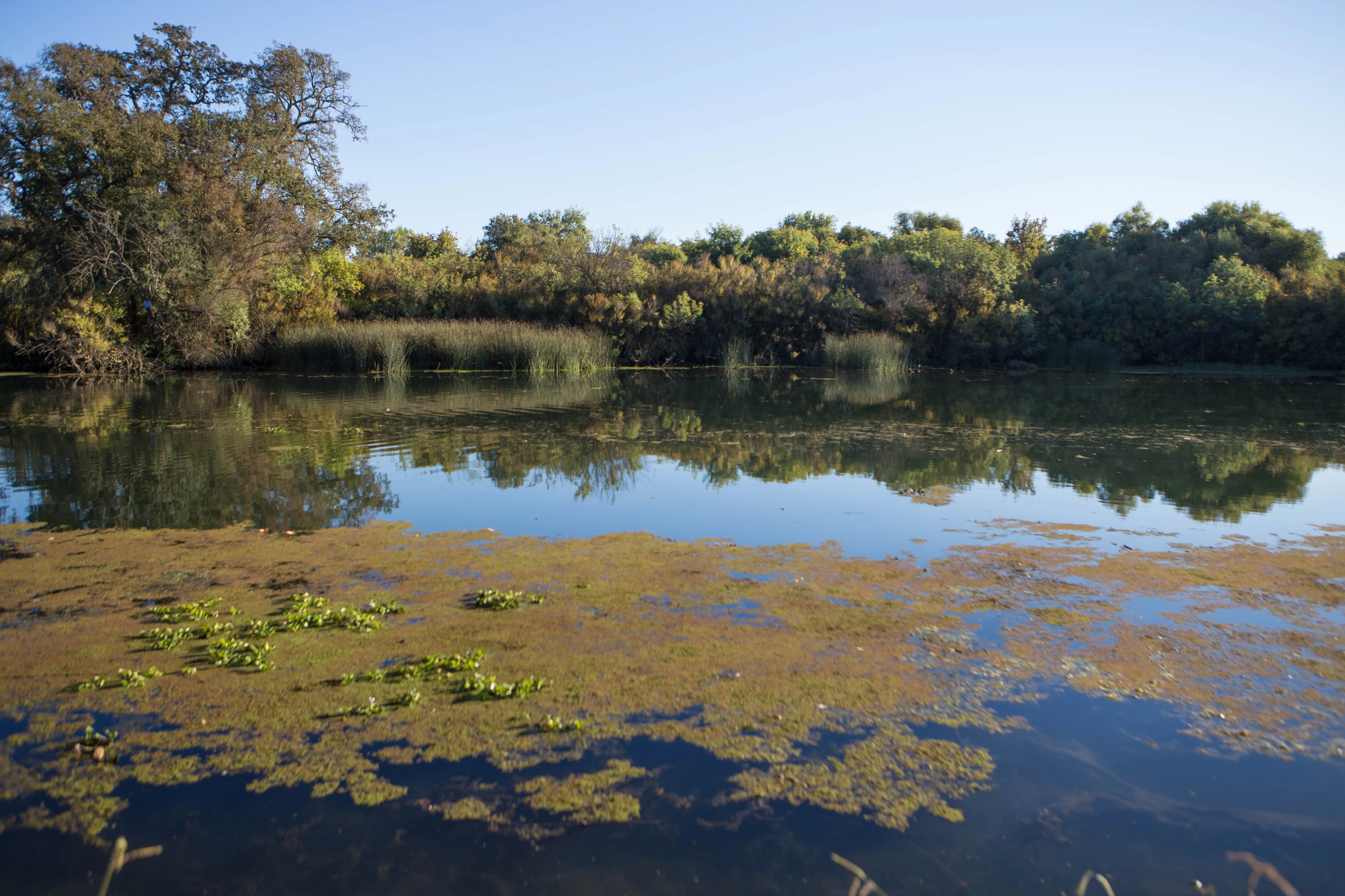 Hike the Cosumnes River Walk Trail