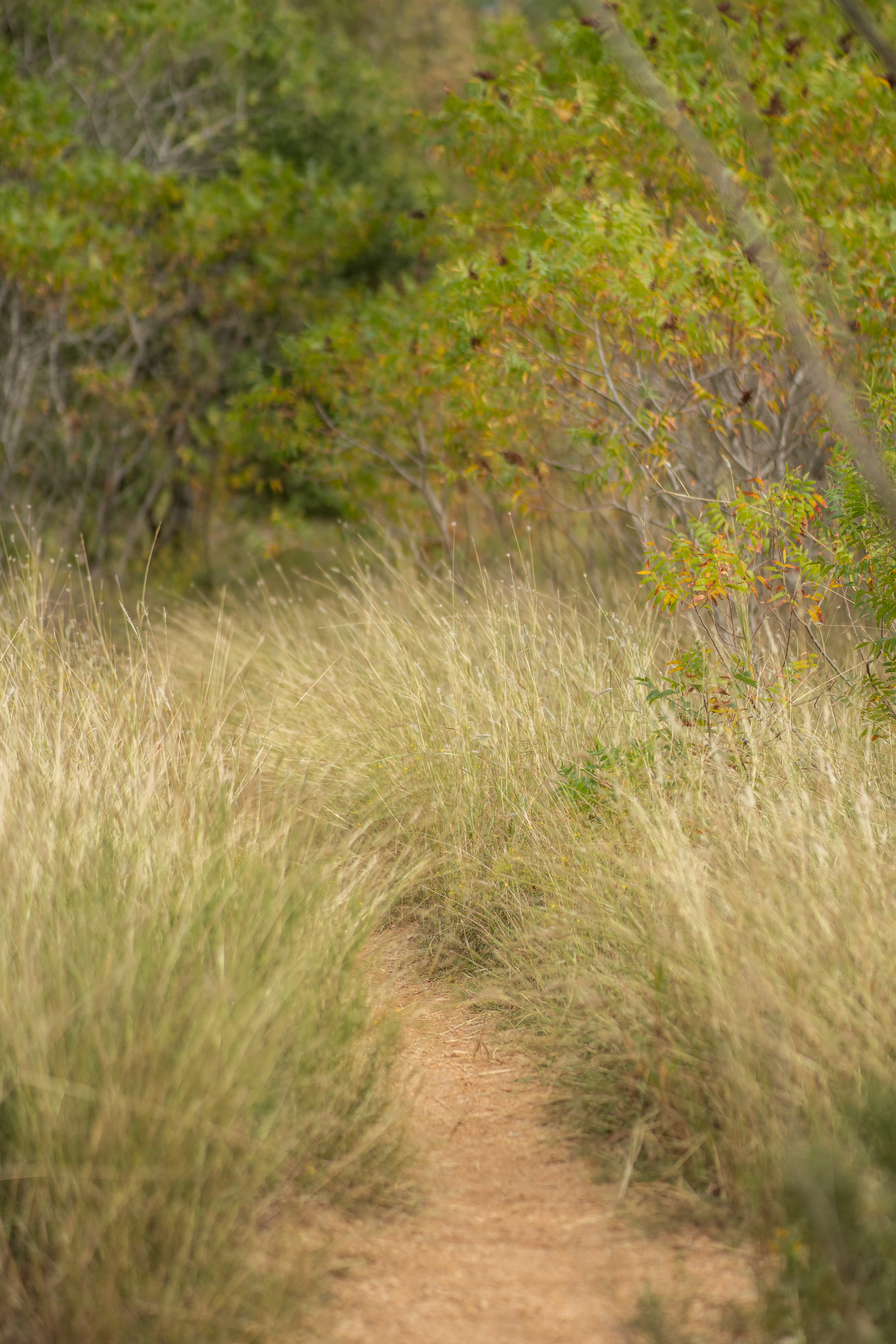 Hike the Western Oaks Trail