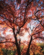 Hike the Lost Maples Extra Loop Trail