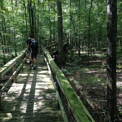 Hike the Dismal Swamp Loop