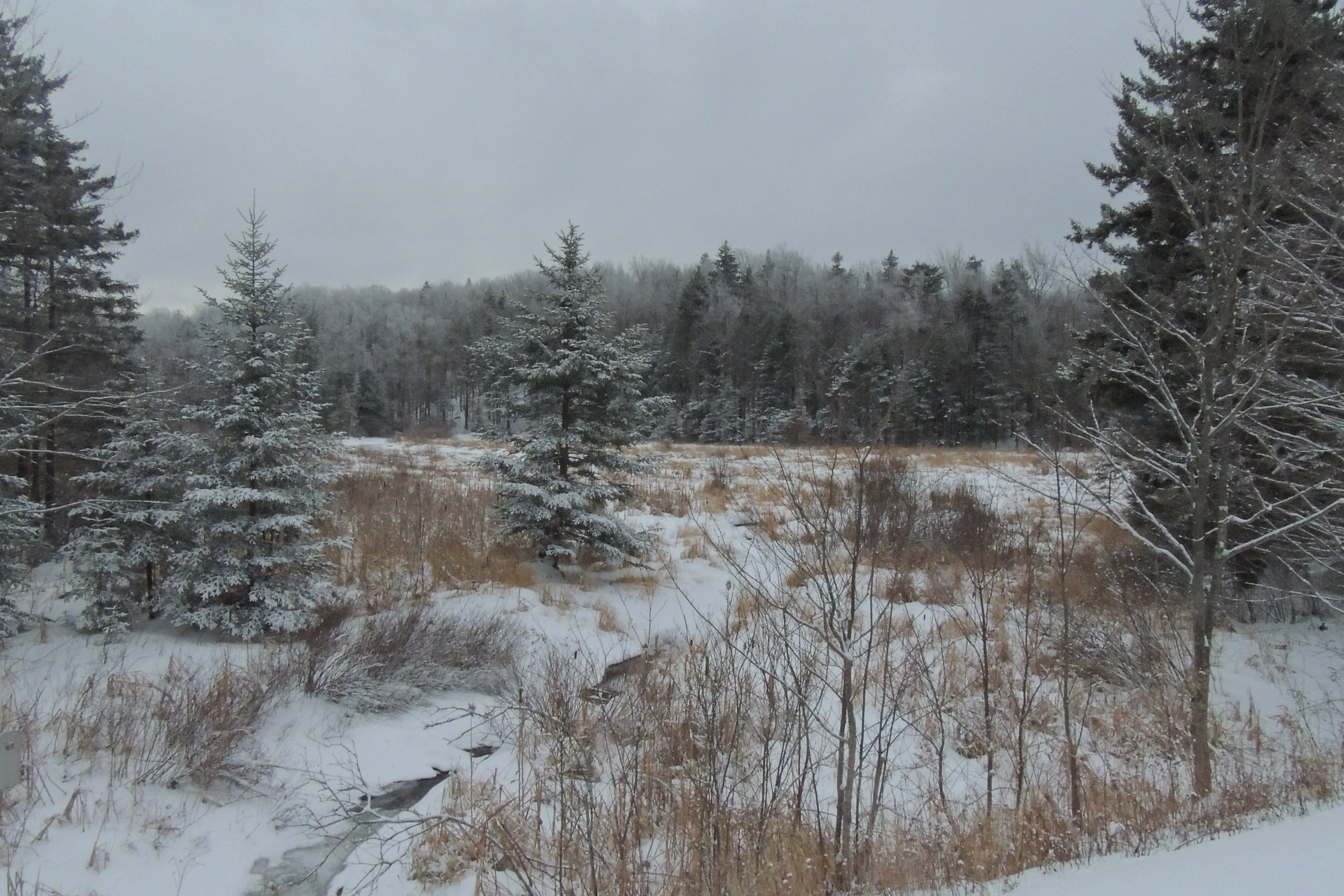 Woodford State Park Loop