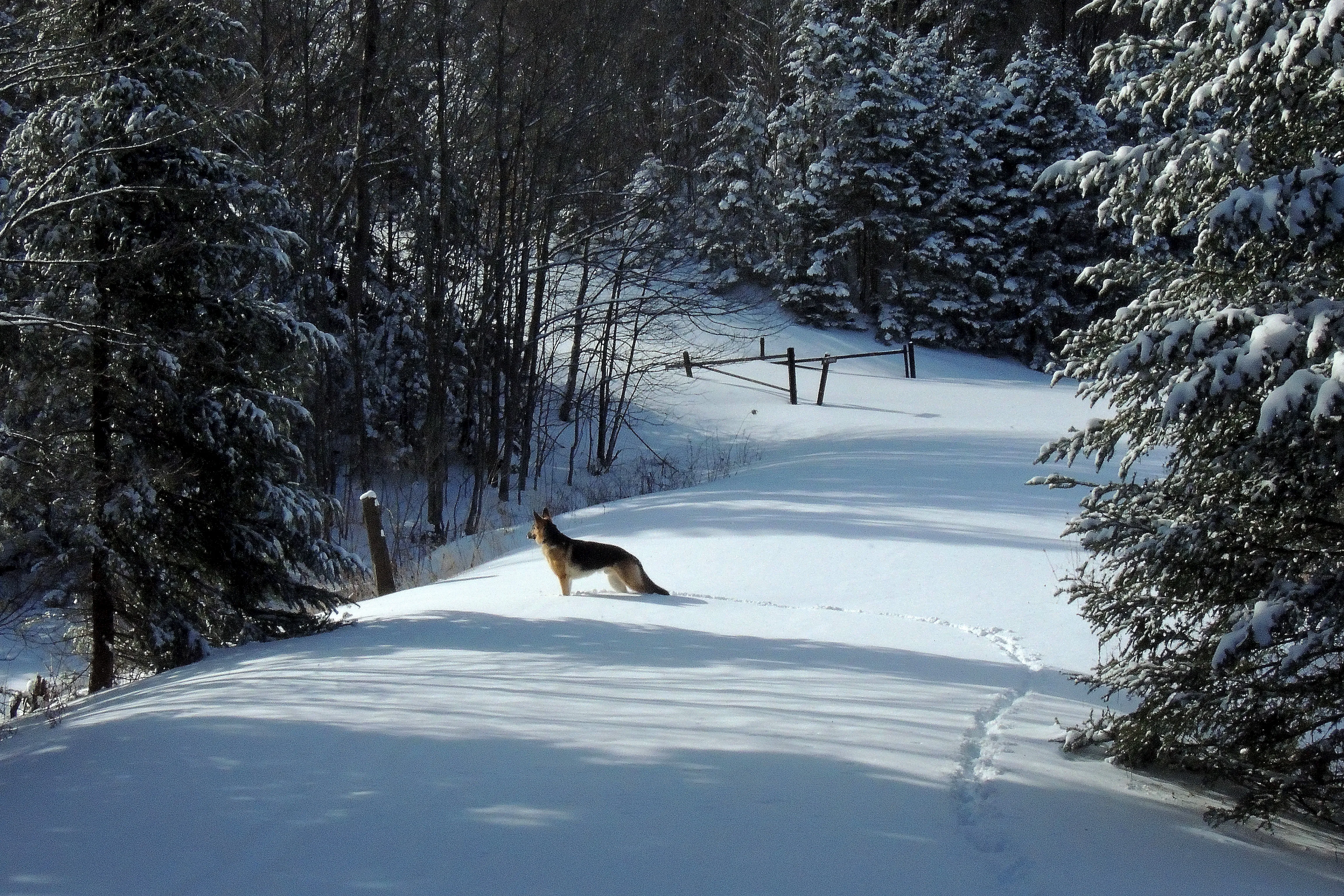 Woodford State Park Loop