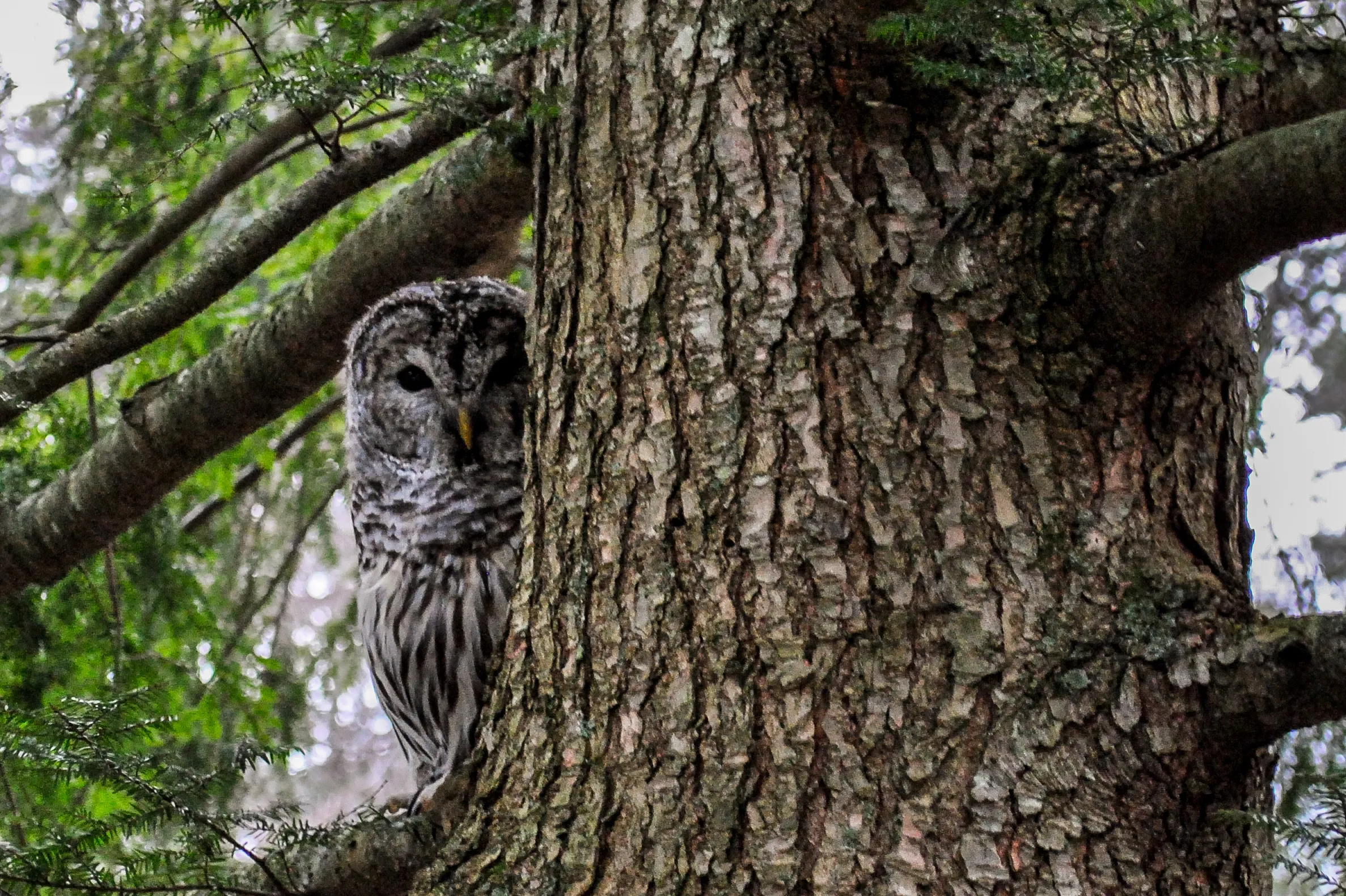 Woodford State Park Loop