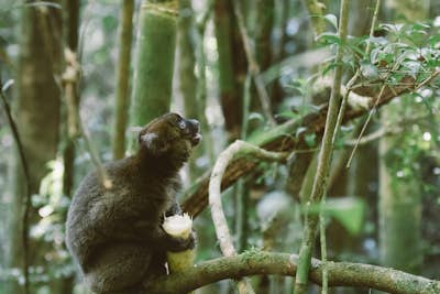 Spot Bamboo Lemurs in Ranomafana National Park