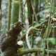 Spot Bamboo Lemurs in Ranomafana National Park