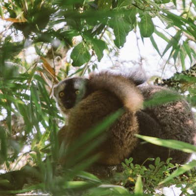 Spot Bamboo Lemurs in Ranomafana National Park