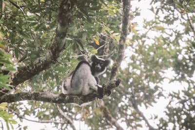 Search for Madagascar's Largest Lemur