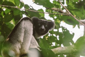 Search for Madagascar's Largest Lemur