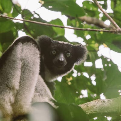 Search for Madagascar's Largest Lemur