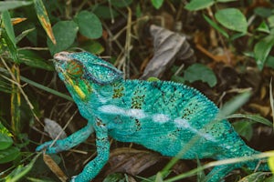 Explore the Lokobe Nature Reserve