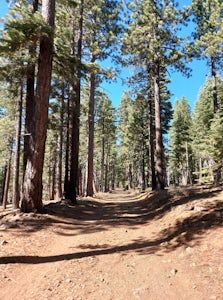 Purple Trail and Burton Creek Loop