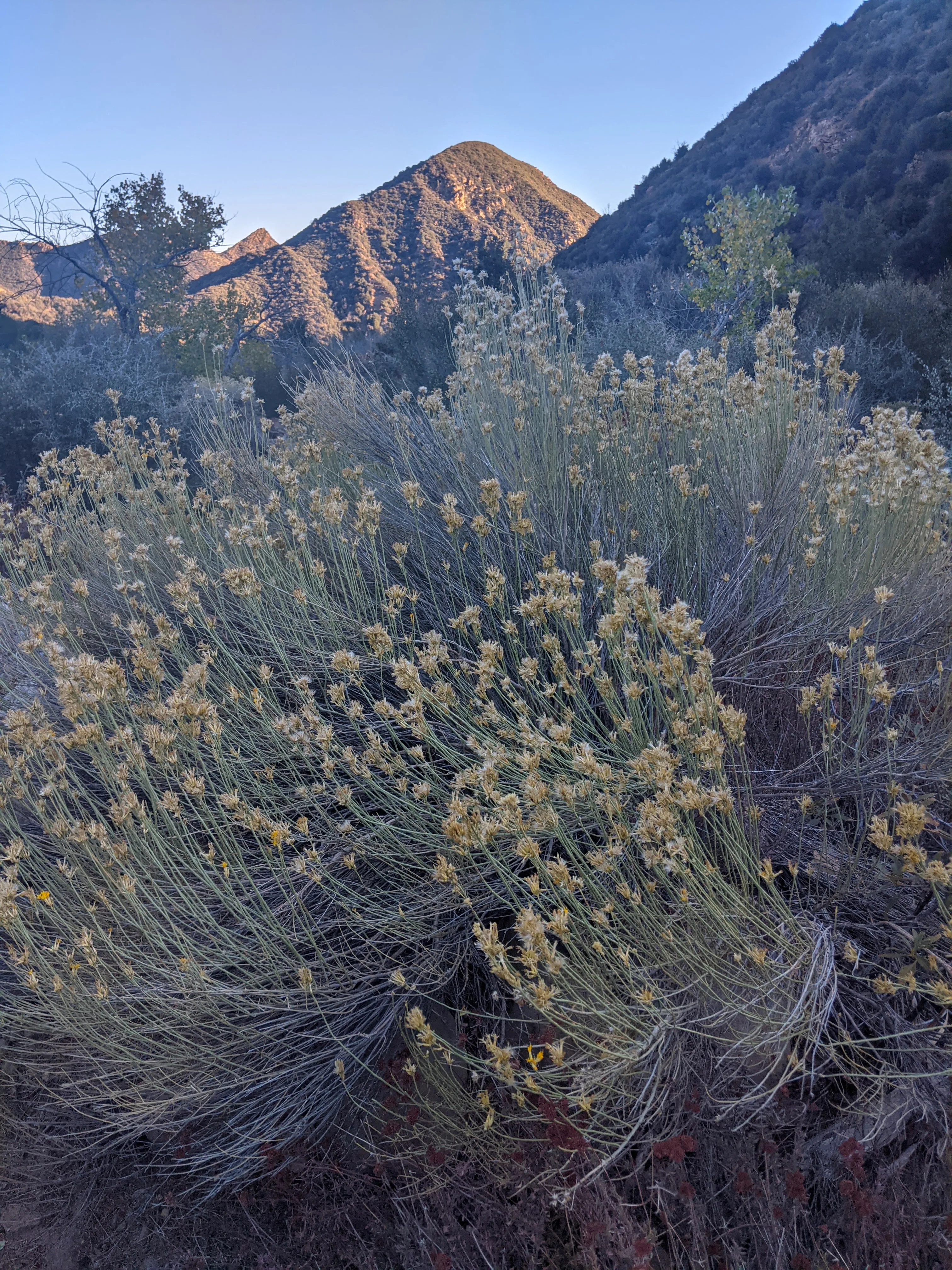 Potrero John Trail