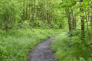 Hike the Lye Brook Falls Trail