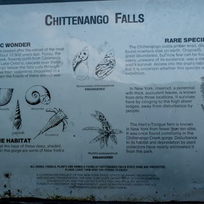 Hike to Chittenango Falls