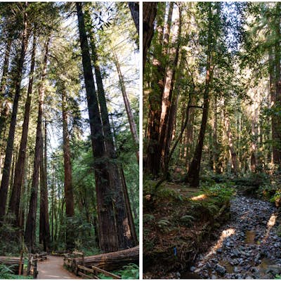 Canopy, Panoramic, Redwood Trail, Sun, Dipsea Trail Loop