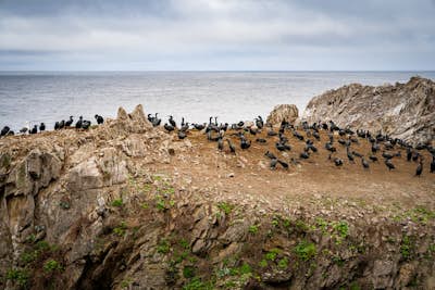 Point Lobos Natural Preserve Loop
