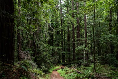 Hike through Portola Redwoods State Park
