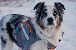 Review: MountainSmith K9 Dog Pack