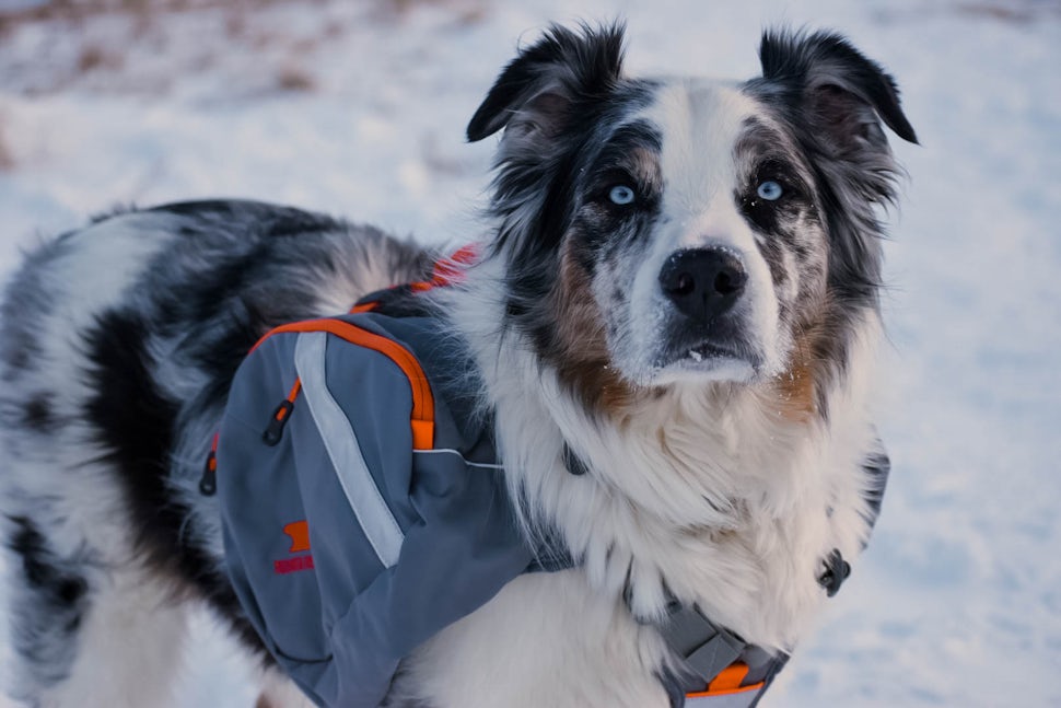 Mountainsmith shop dog backpack