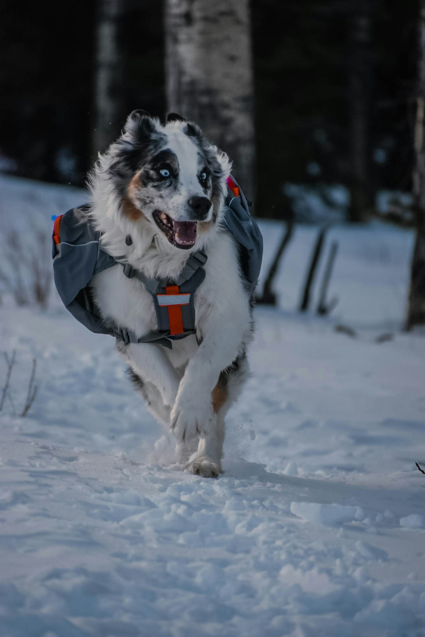 Mountainsmith K-9 Dog Pack Large Lava Red