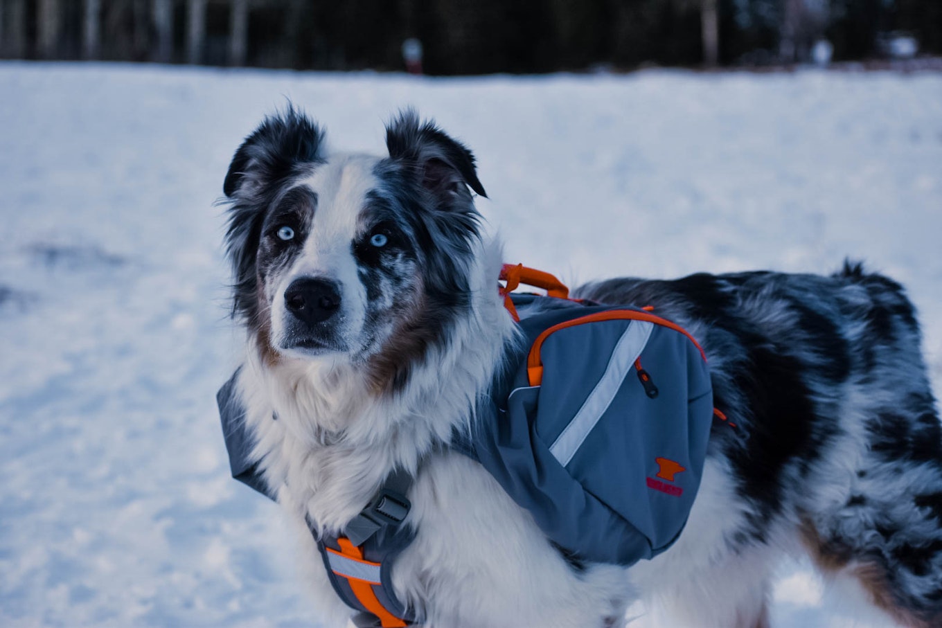 Mountainsmith 2024 dog backpack