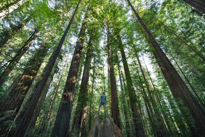 Explore the Avenue of the Giants
