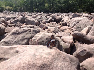 Explore Boulder Field in Hickory Run State Park