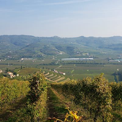 Tour the Trabucchi D'Illasi Winery