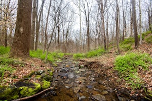 Rocky Run Loop Trail at Brandywine Creek State Park