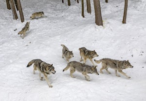 Gray Wolf Reintroduction, What Does 2023 Look Like In Colorado?
