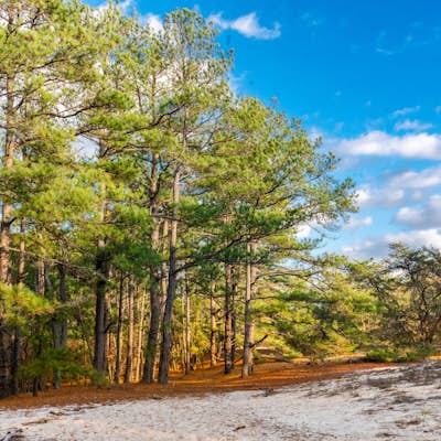 Hike the Pinelands Trail