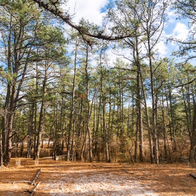 Hike the Pinelands Trail