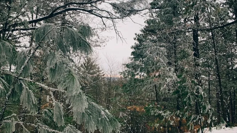 Castle Mound Lookout at Black River State Forest