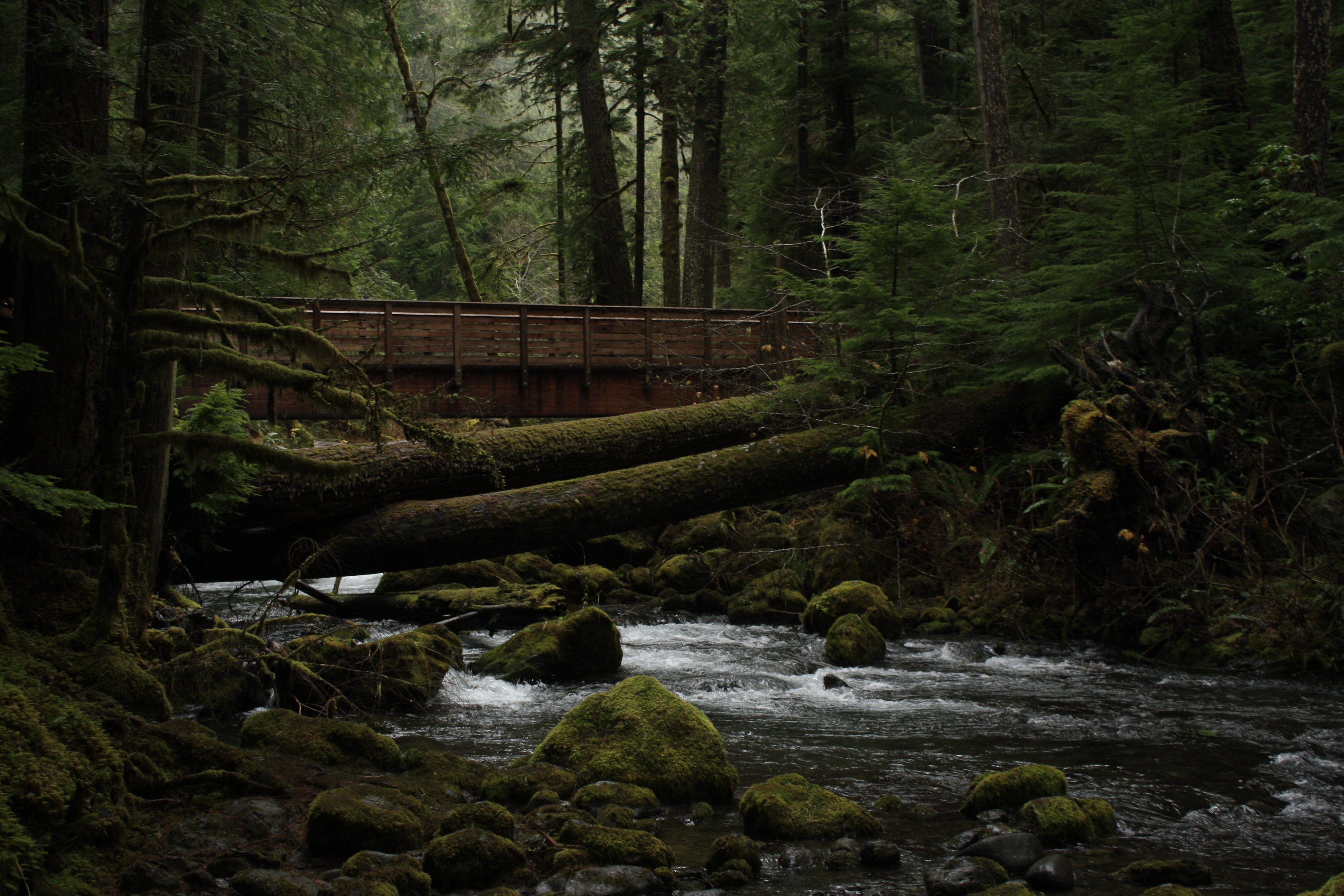 Hike Lower Big Quilcene River, Brinnon, Washington