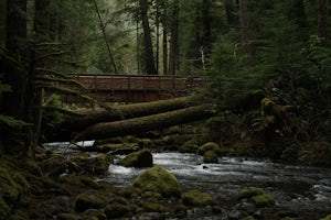 Hike Lower Big Quilcene River